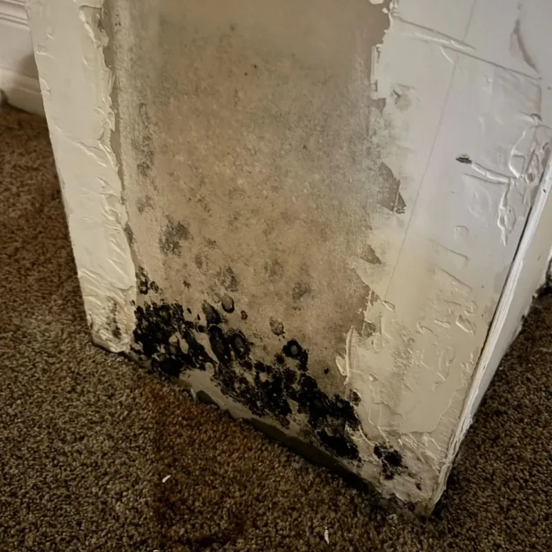 Professional Mold Removal in Conway County, AR